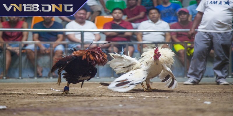 Tường thuật đá gà - Trải nghiệm không khí sôi động 1 Tường thuật đá gà là chính là biến một trận đấu chọi gà thành một màn trình diễn