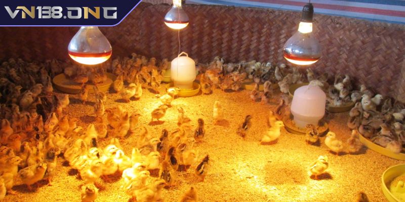 Cách Chăm Sóc Gà Con Mới Nở VN138 Hiệu Quả Cho Sư Kê 2 Lưu ý trong cách chăm sóc gà con mới nở VN138