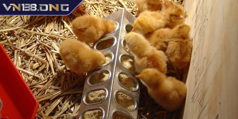 Cách Chăm Sóc Gà Con Mới Nở VN138 Hiệu Quả Cho Sư Kê 1 Môi trường lý tưởng cho gà con mới nở