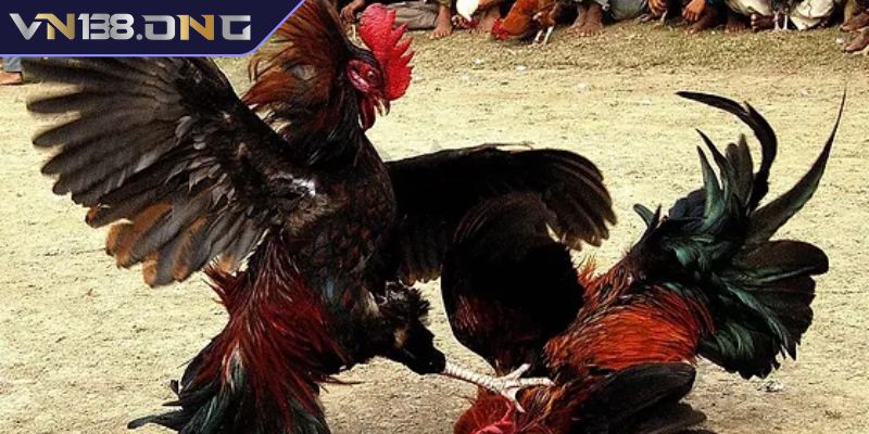 Cách Chọn Gà Đá Cựa Sắt Hay VN138 Từ Cao Thủ Lão Làng 1 Quan sát ngoại hình chiến kê