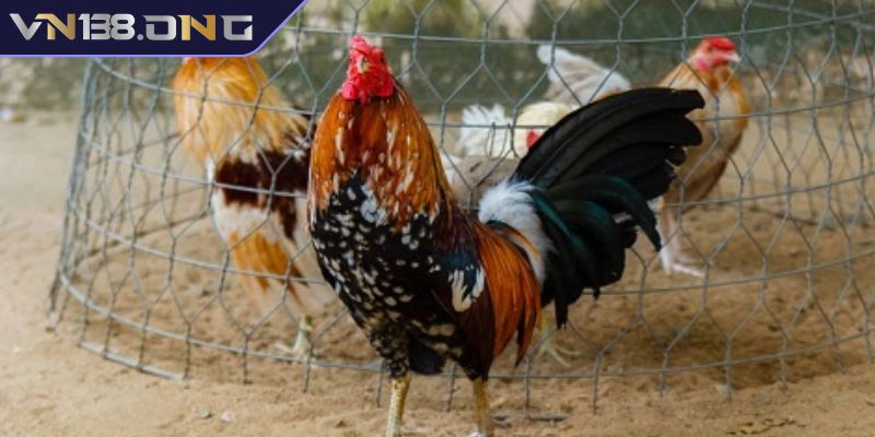 Gà Tre Mỹ Rặc Dòng Kelso VN138 – Biểu Tượng Chiến Kê Đỉnh Cao 2 Gà Tre Kelso với khả năng thi đấu tốt