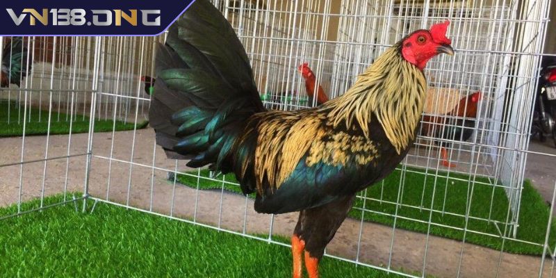Gà Tre Mỹ Rặc Dòng Kelso VN138 – Biểu Tượng Chiến Kê Đỉnh Cao 1 Nguồn gốc của gà tre mỹ rặc dòng Kelso VN138