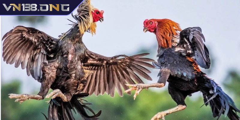 Kèo Đá Gà VN138 - Phân Tích Các Loại Kèo Phổ Biến Hiện Nay 1 Kèo đá gà VN138 là gì?